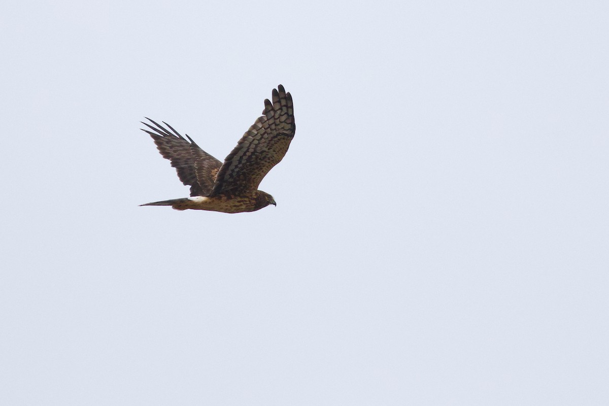 Northern Harrier - ML642129617