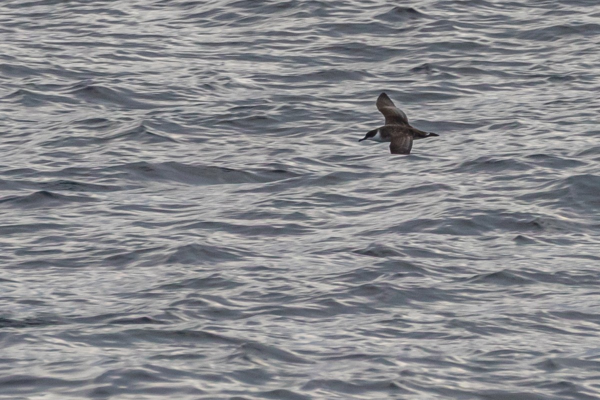Great Shearwater - ML642129618