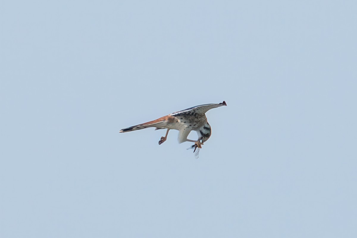 American Kestrel - ML642129619
