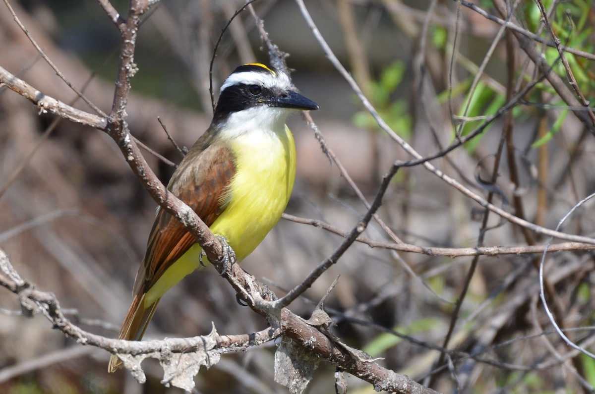 Great Kiskadee - ML642129621