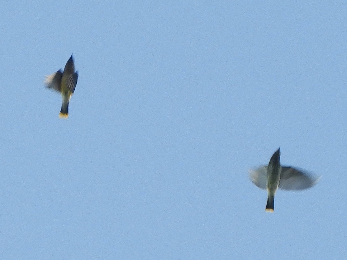 Cedar Waxwing - ML642129622