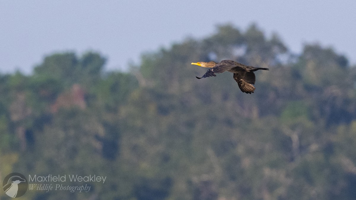 Double-crested Cormorant - ML642129626