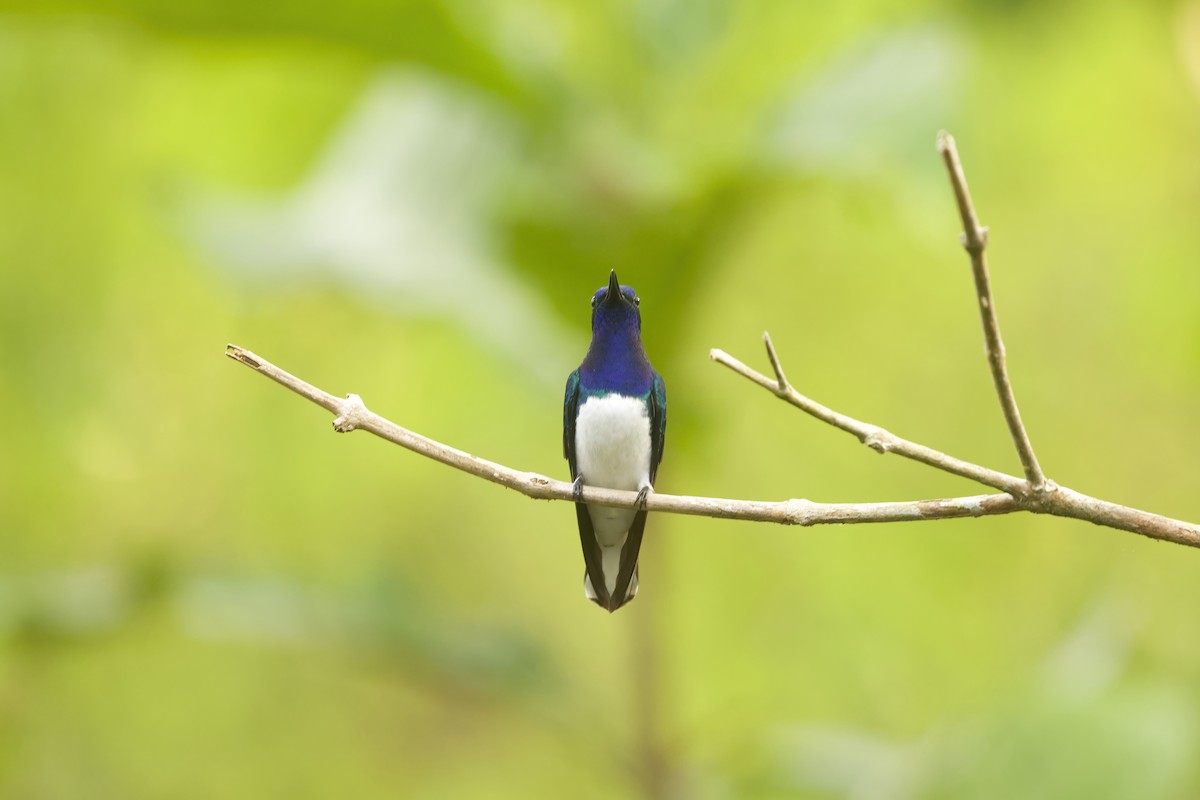 White-necked Jacobin - ML642129629