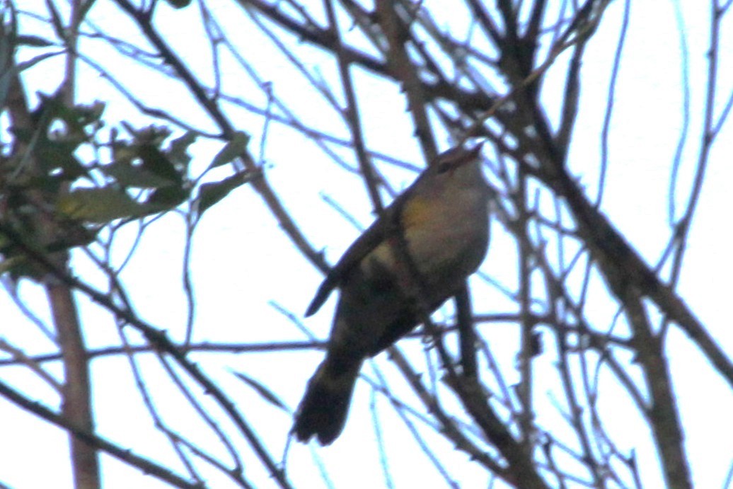 American Redstart - ML642129631