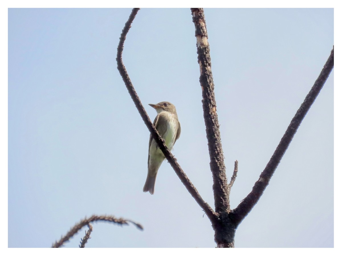 Olive-sided Flycatcher - ML642129632