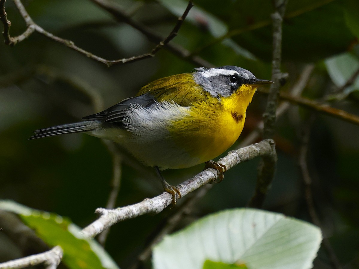 Crescent-chested Warbler - ML642129633