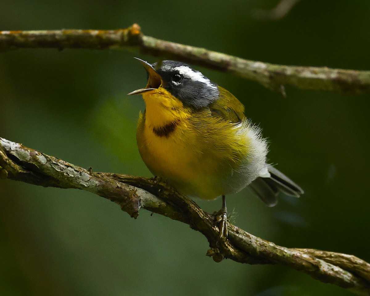 Crescent-chested Warbler - ML642129634