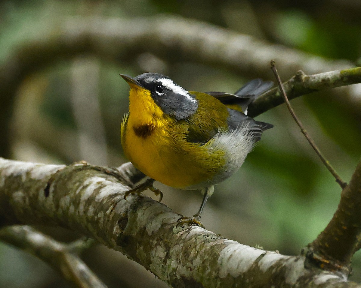 Crescent-chested Warbler - ML642129635