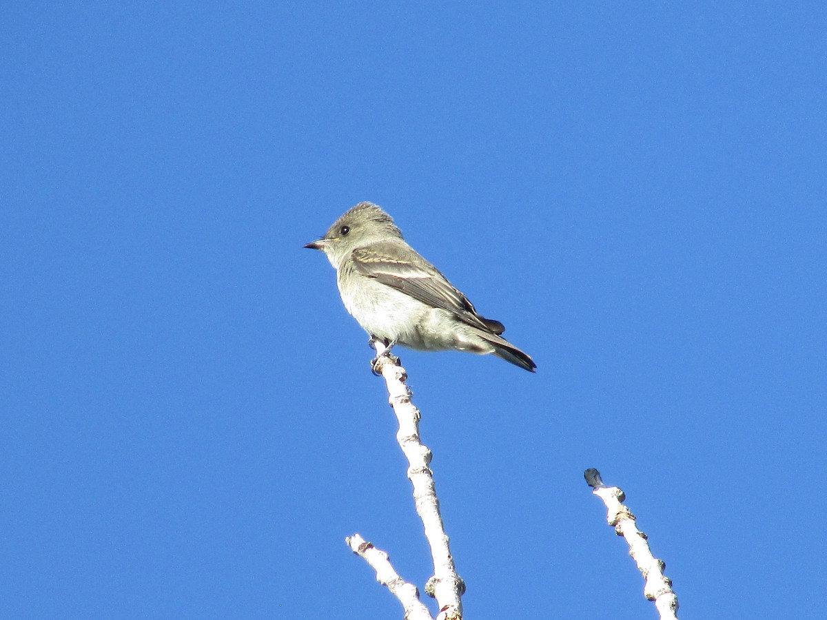 Western Wood-Pewee - ML642129636