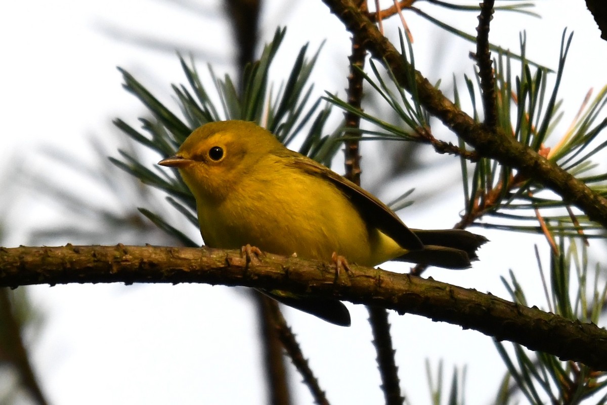 Wilson's Warbler - ML642129643