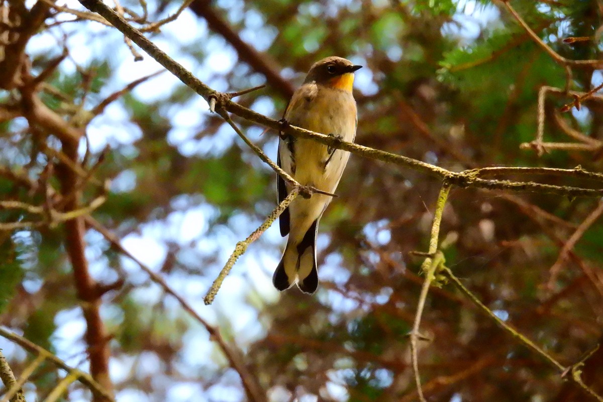 Yellow-rumped Warbler - ML642129644