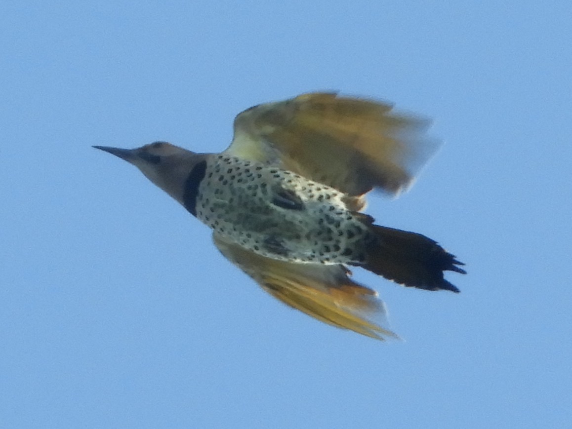 Northern Flicker - ML642129645