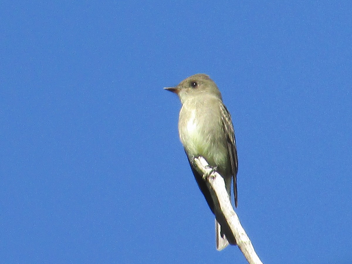 Western Wood-Pewee - ML642129648