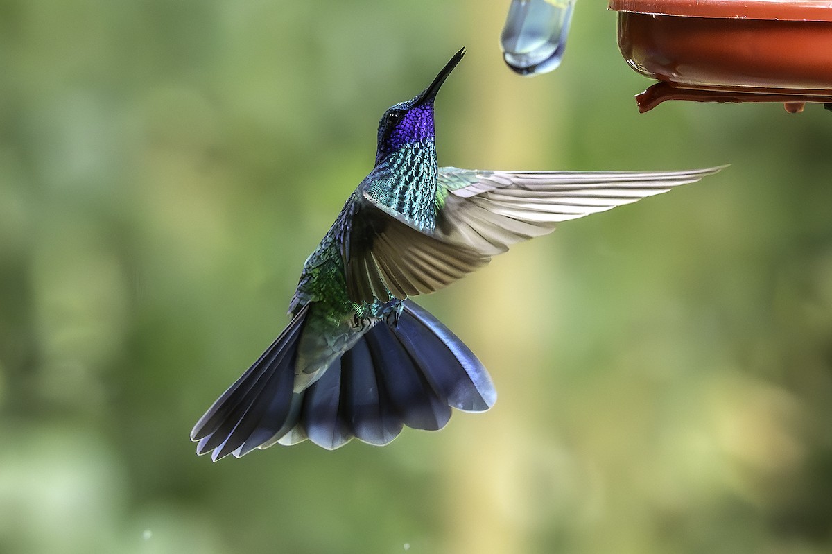 Sparkling Violetear - ML642129696