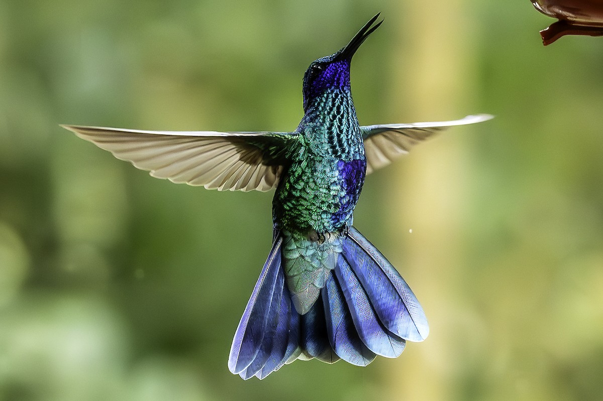 Sparkling Violetear - ML642129697