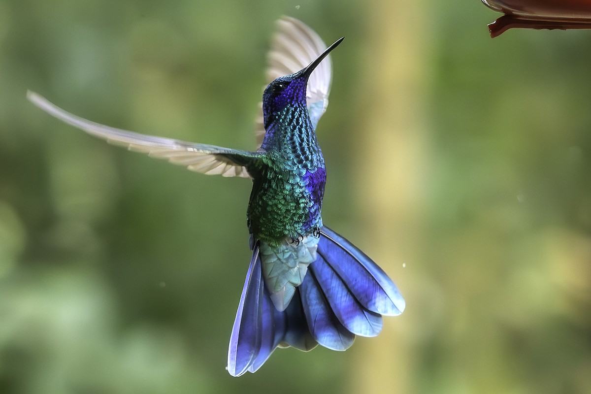 Sparkling Violetear - ML642129698