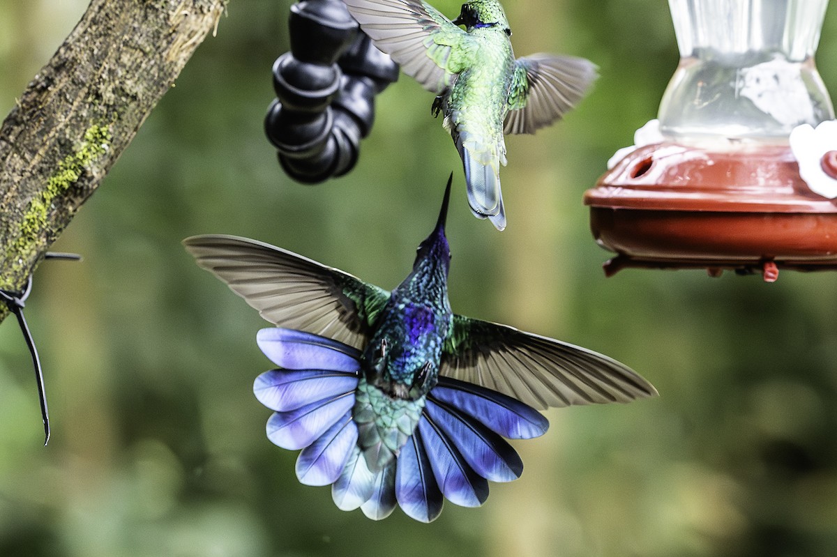 Sparkling Violetear - ML642129699