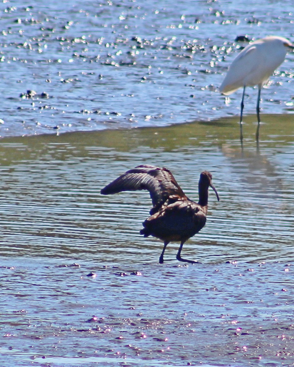 Glossy Ibis - ML642129708