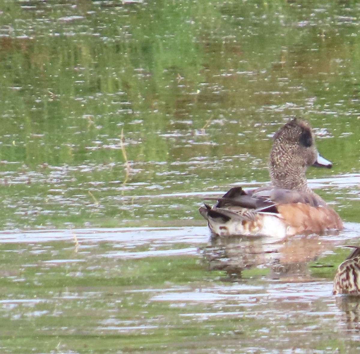 American Wigeon - ML642129715
