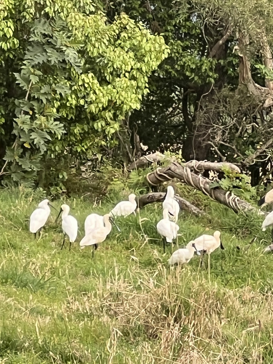 Royal Spoonbill - ML642129719