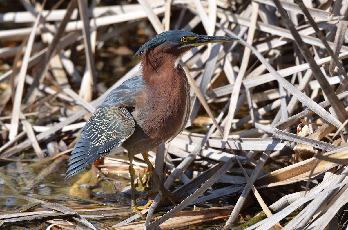 Green Heron - ML642129730