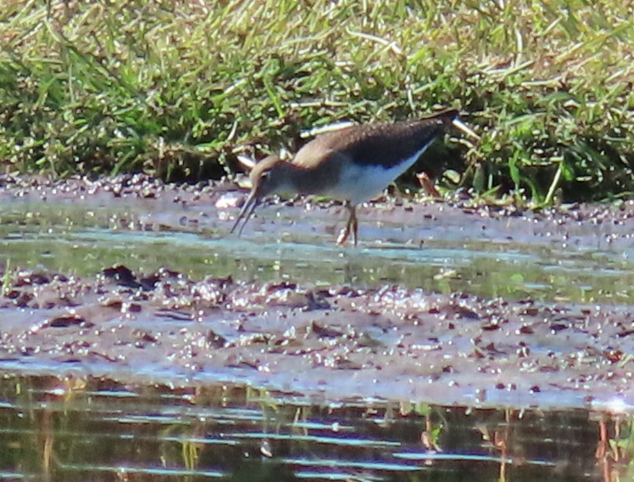 Solitary Sandpiper - ML642129739