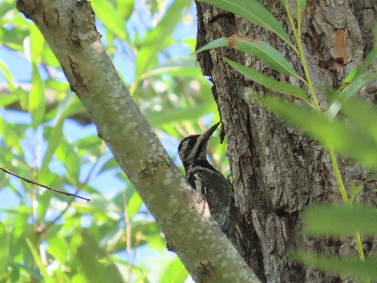 Yellow-bellied Sapsucker - ML642129749