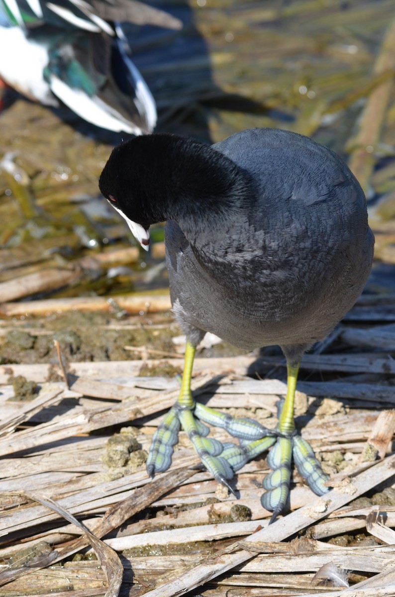 American Coot - ML642129754