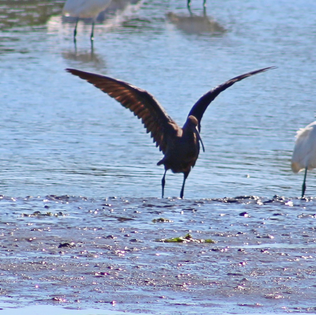Glossy Ibis - ML642129771