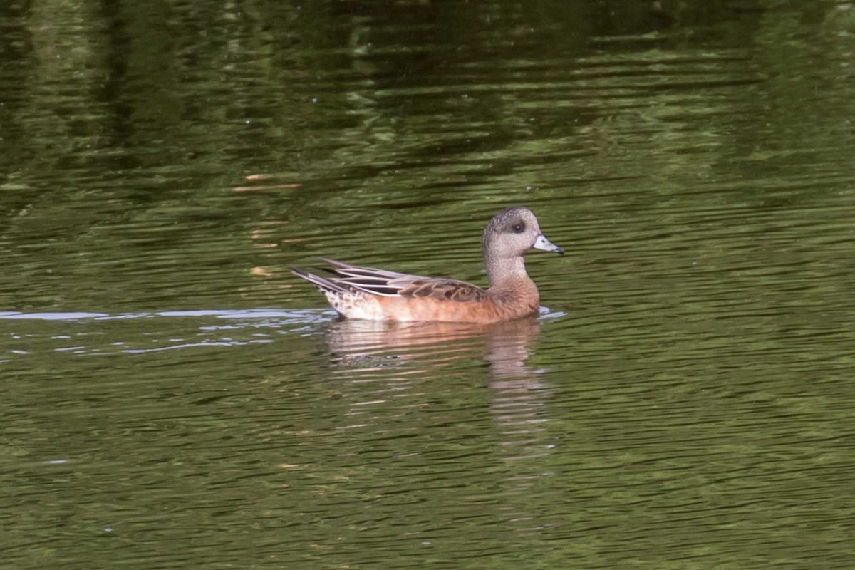 American Wigeon - ML642129774