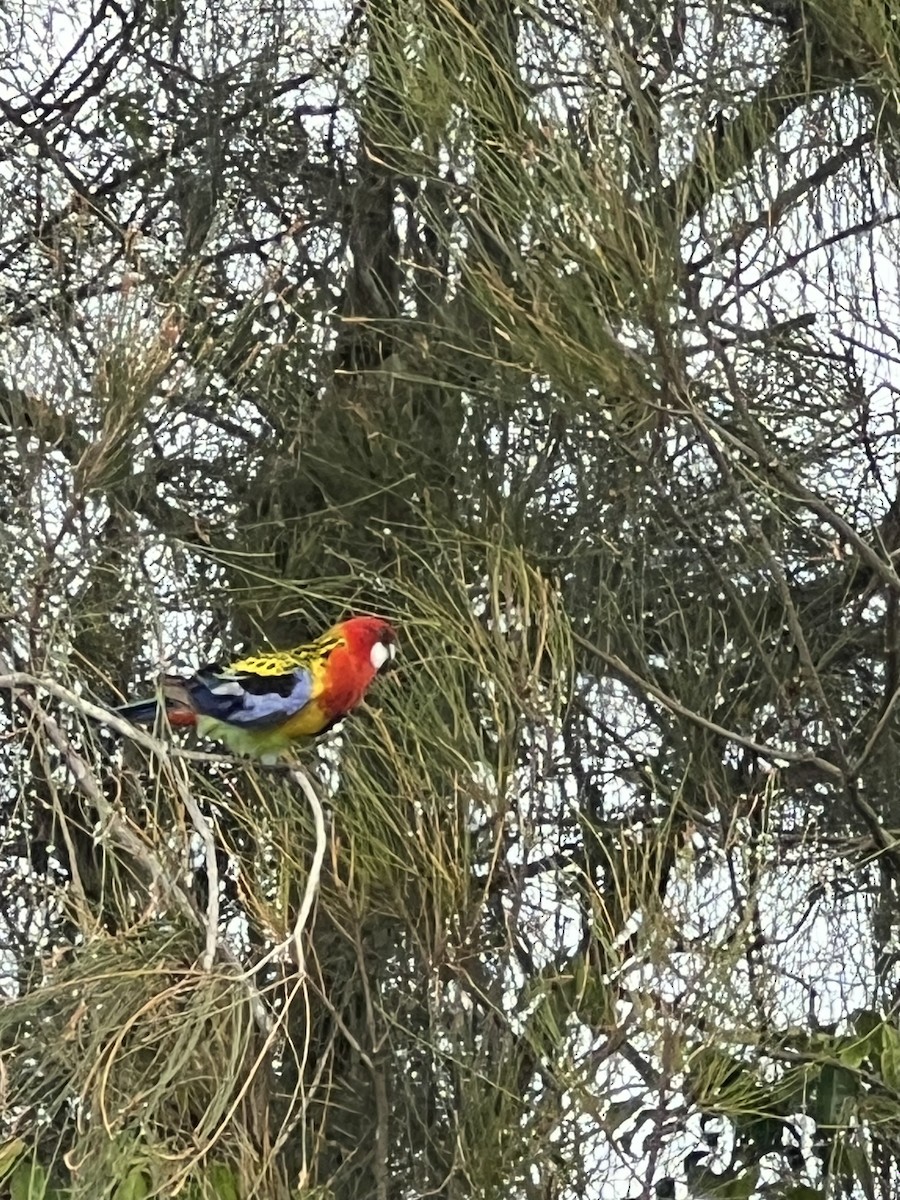 Eastern Rosella - ML642129790