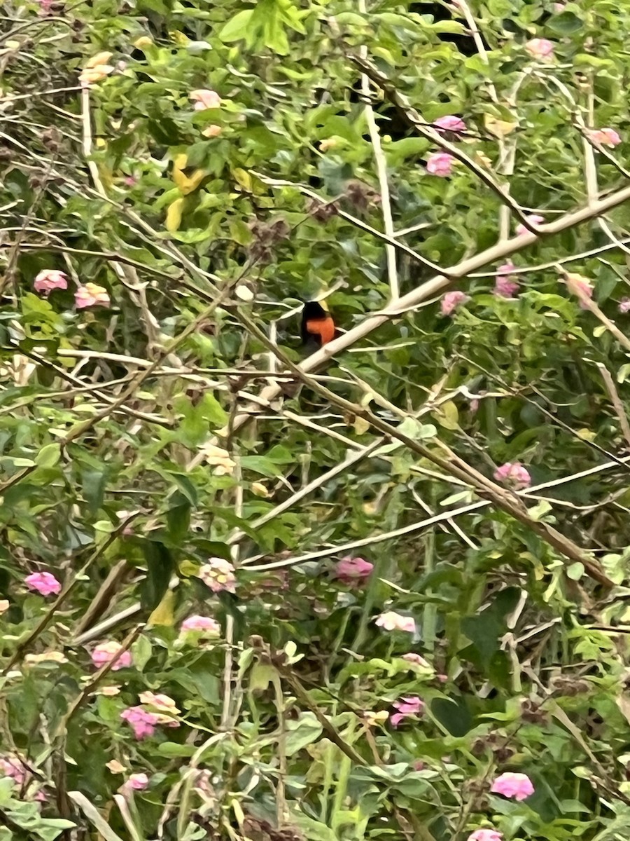 Red-backed Fairywren - ML642129818