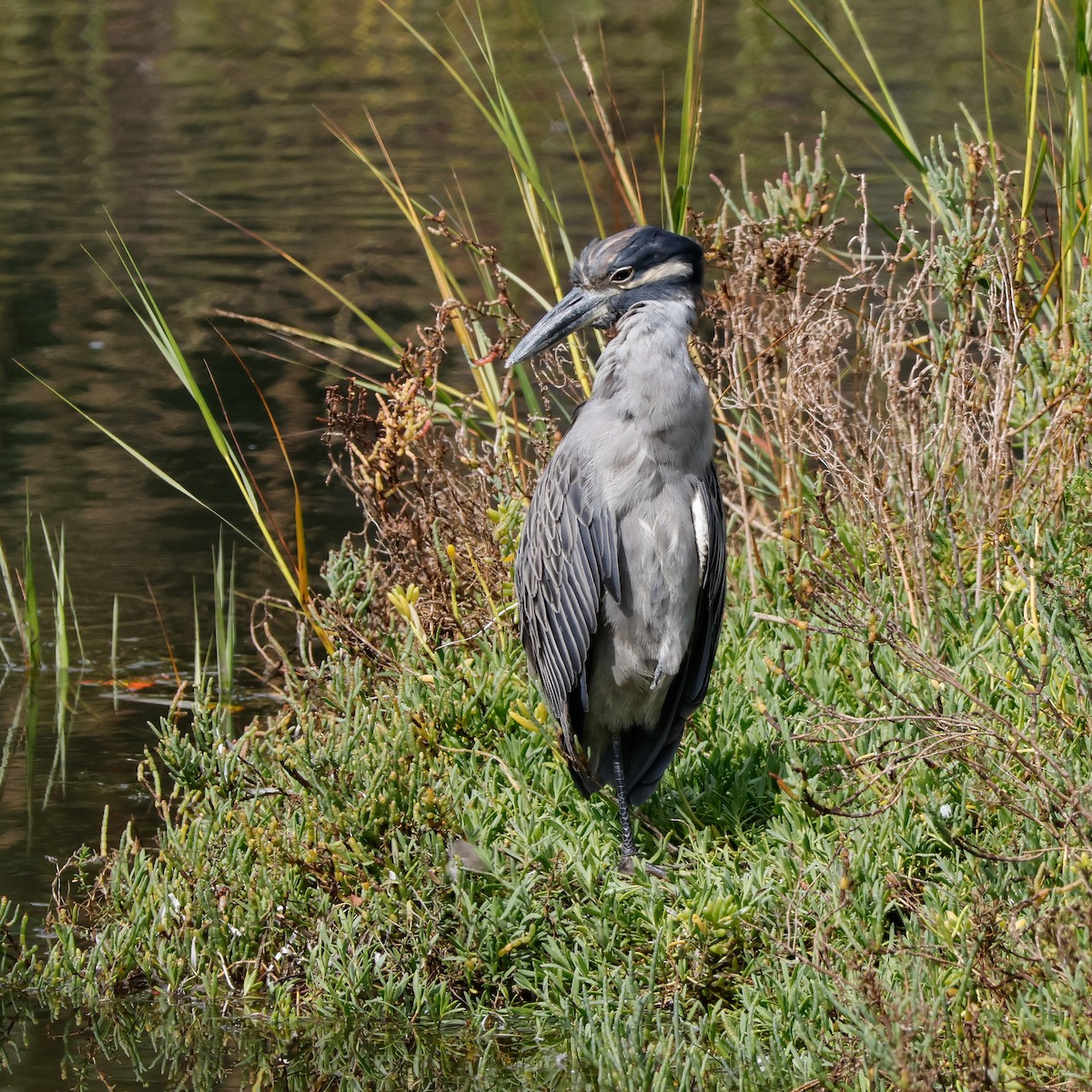 Yellow-crowned Night Heron - ML642129819