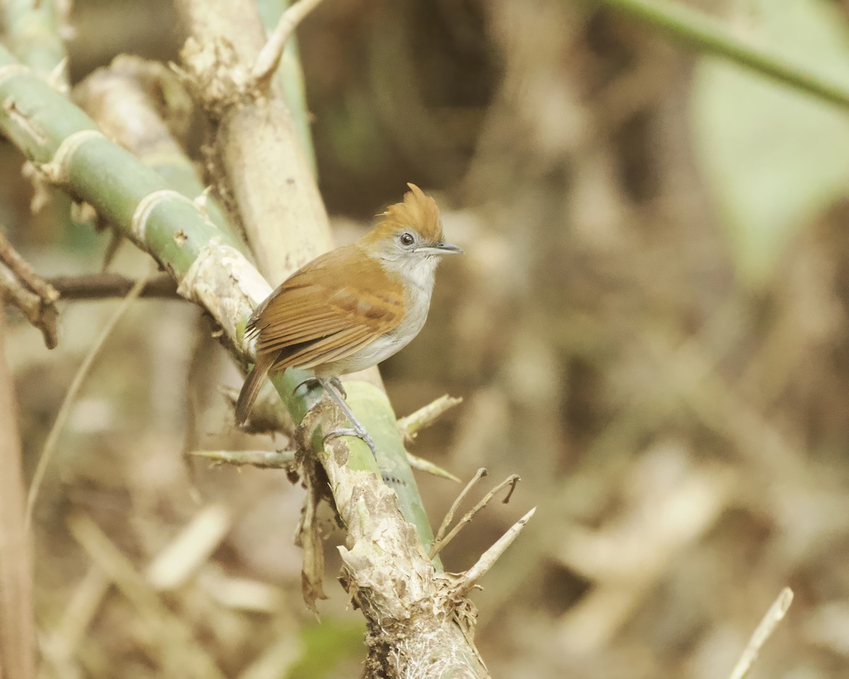 White-lined Antbird - ML642129820