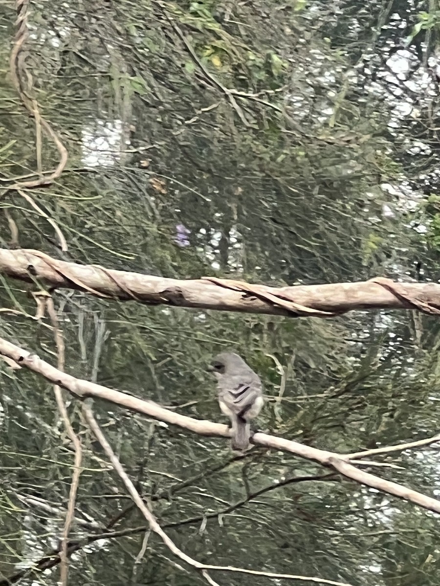 Rufous Whistler - ML642129839