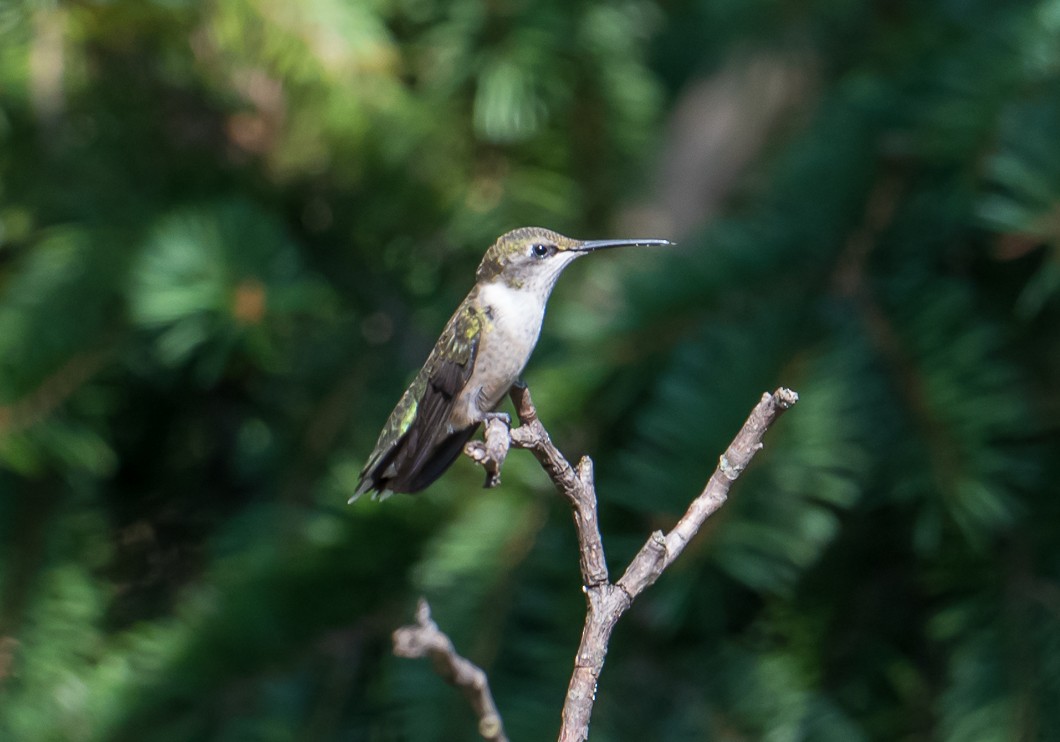 Colibri à gorge rubis - ML642129847
