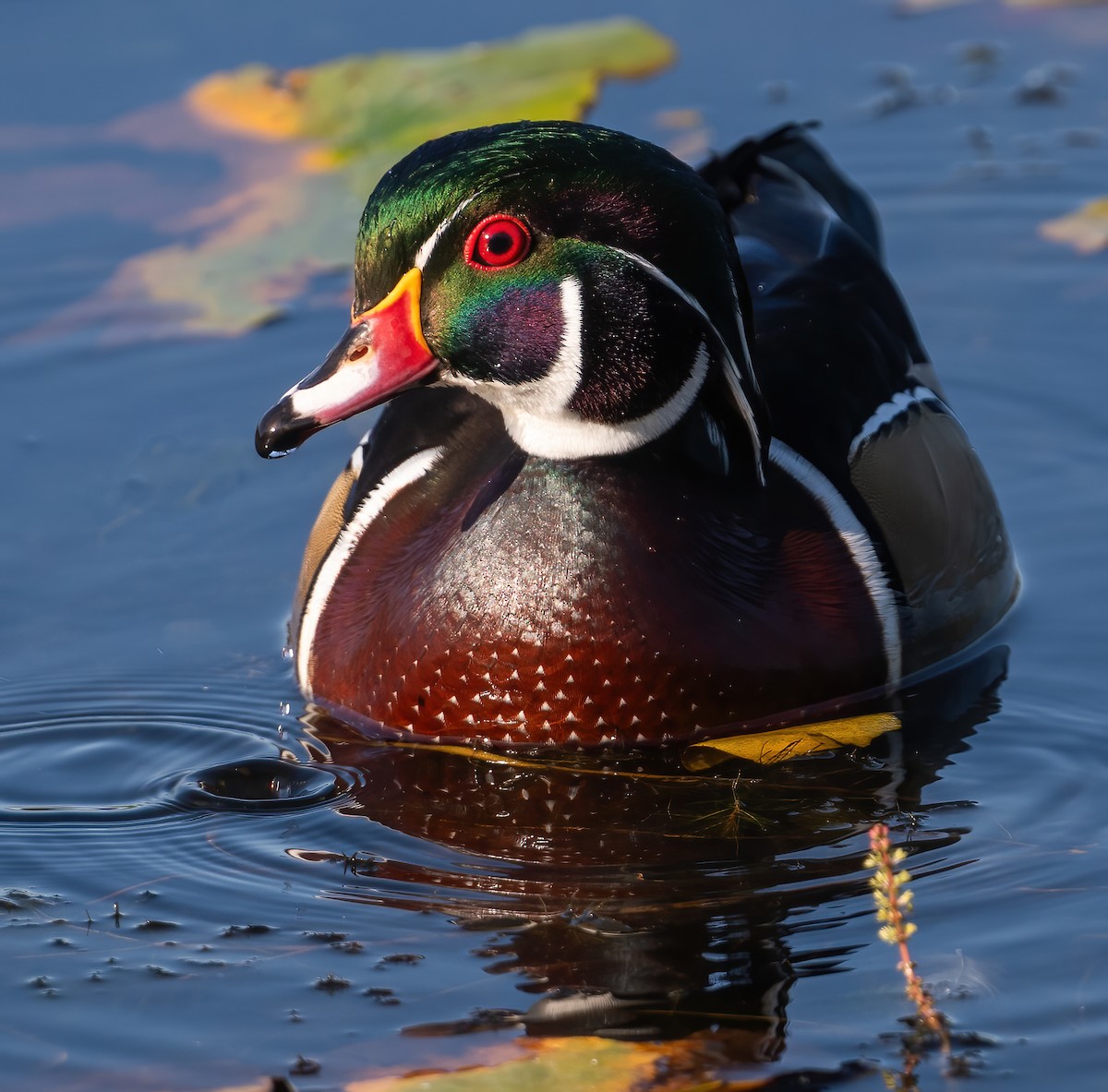 Canard branchu - ML642129856