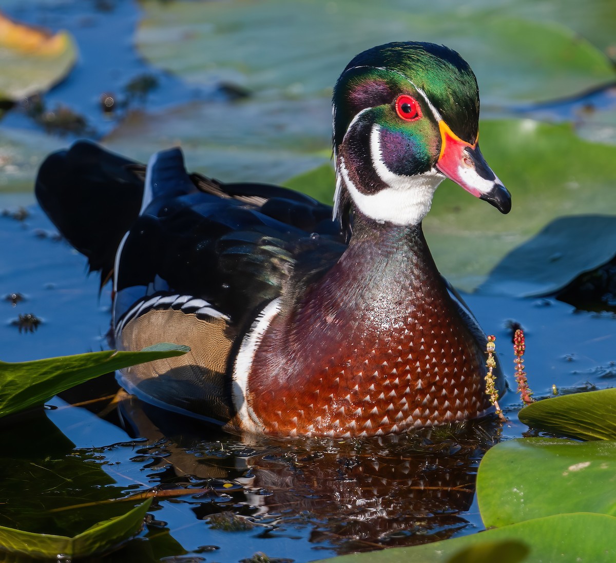 Canard branchu - ML642129857