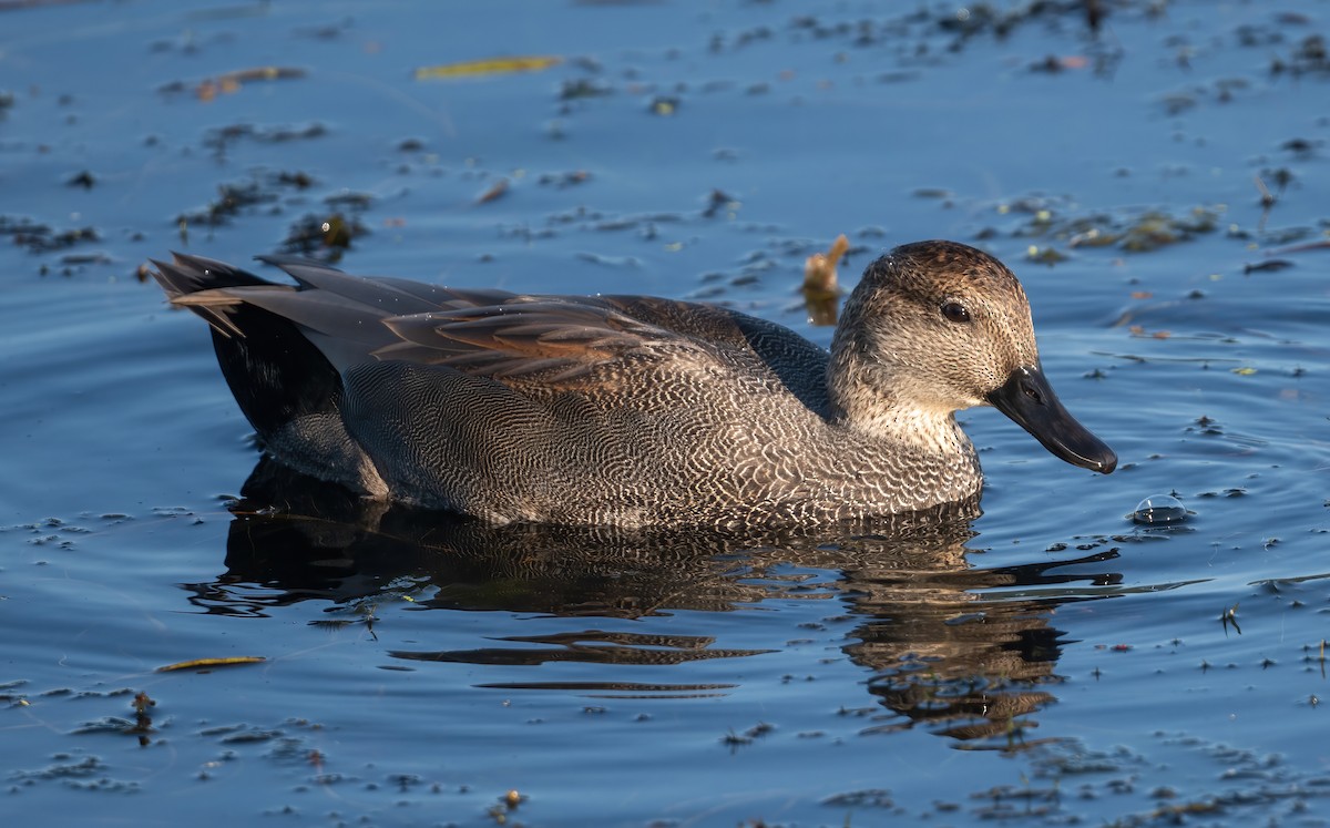 Canard chipeau - ML642129863