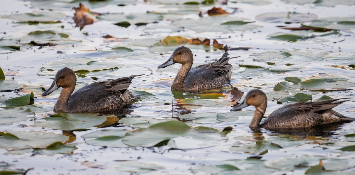 Canard pilet - ML642129870
