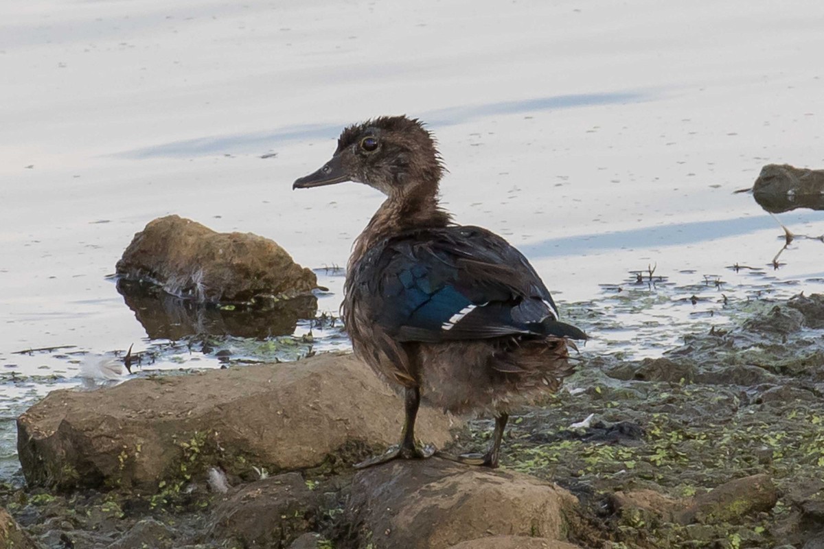 Canard branchu - ML642129877