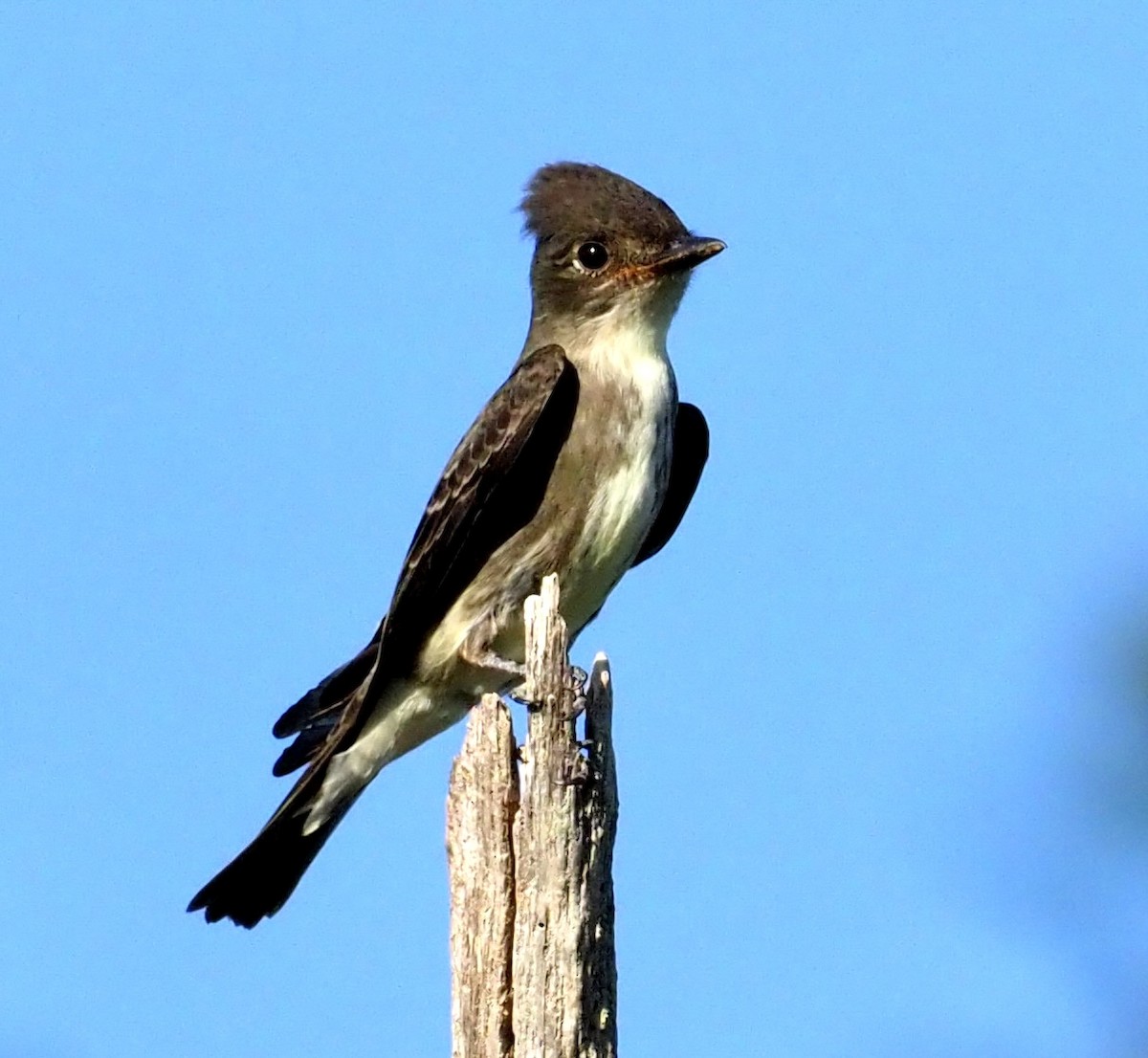 Olive-sided Flycatcher - ML642129878