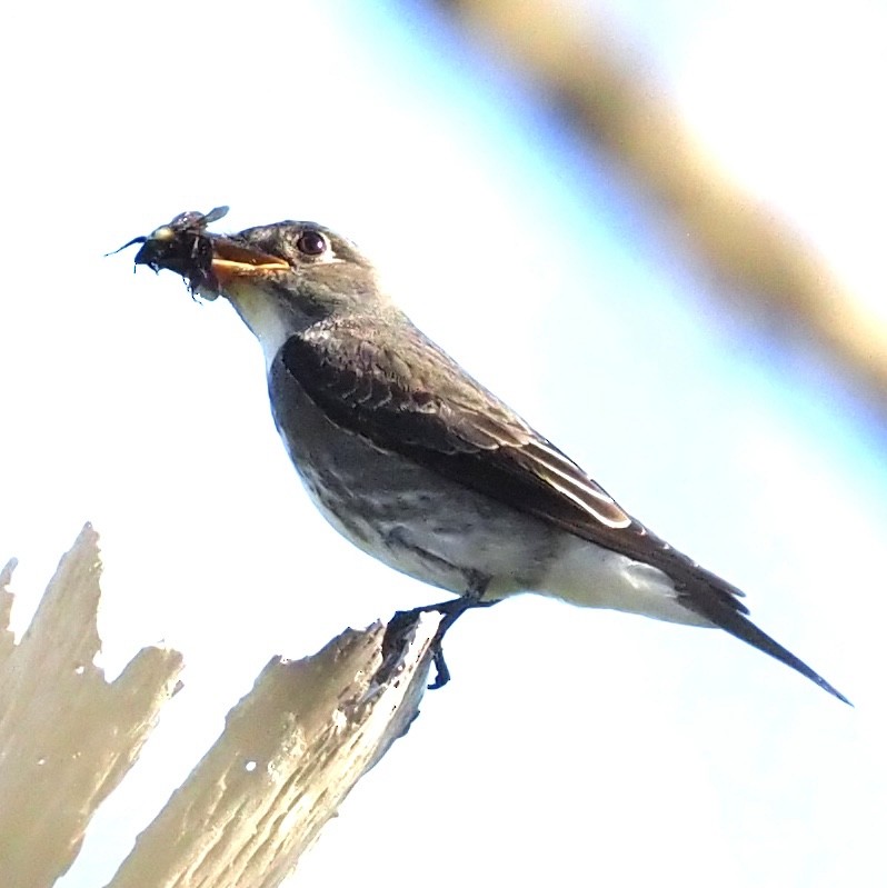Olive-sided Flycatcher - ML642129879
