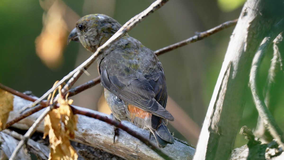 Red Crossbill - ML642129886