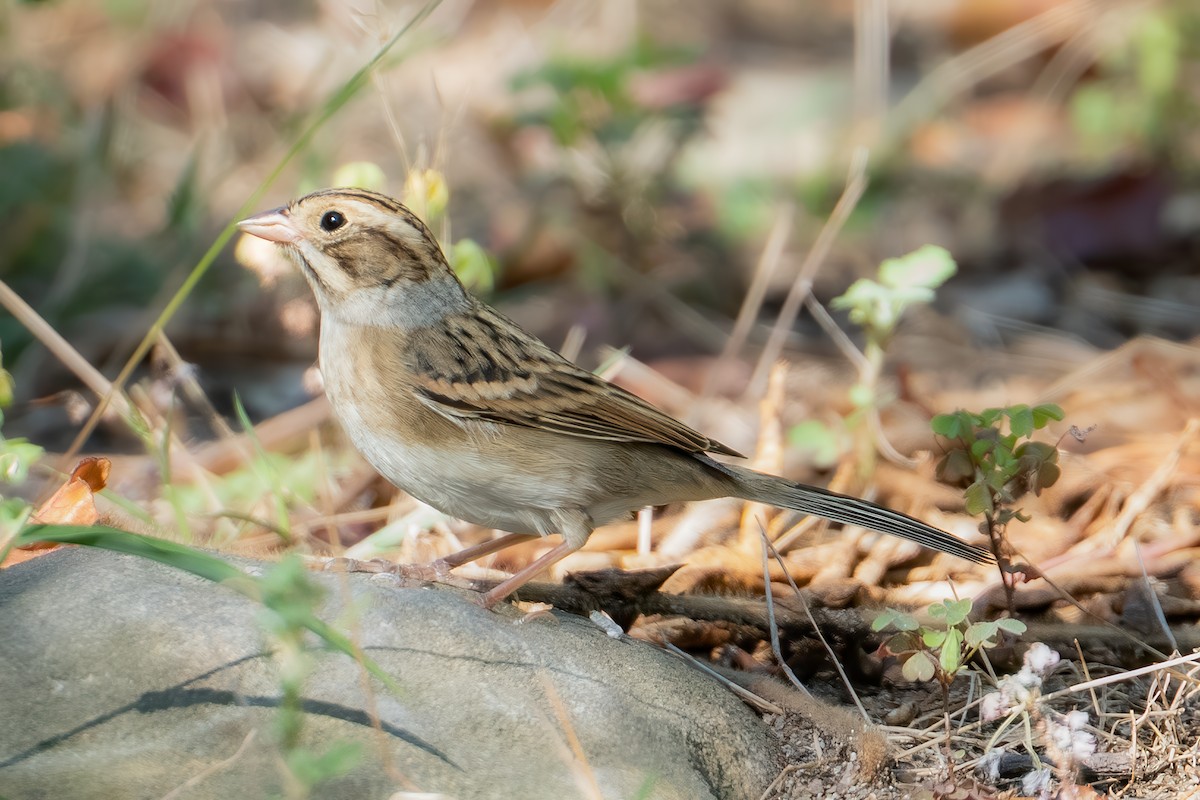Clay-colored Sparrow - ML642129903