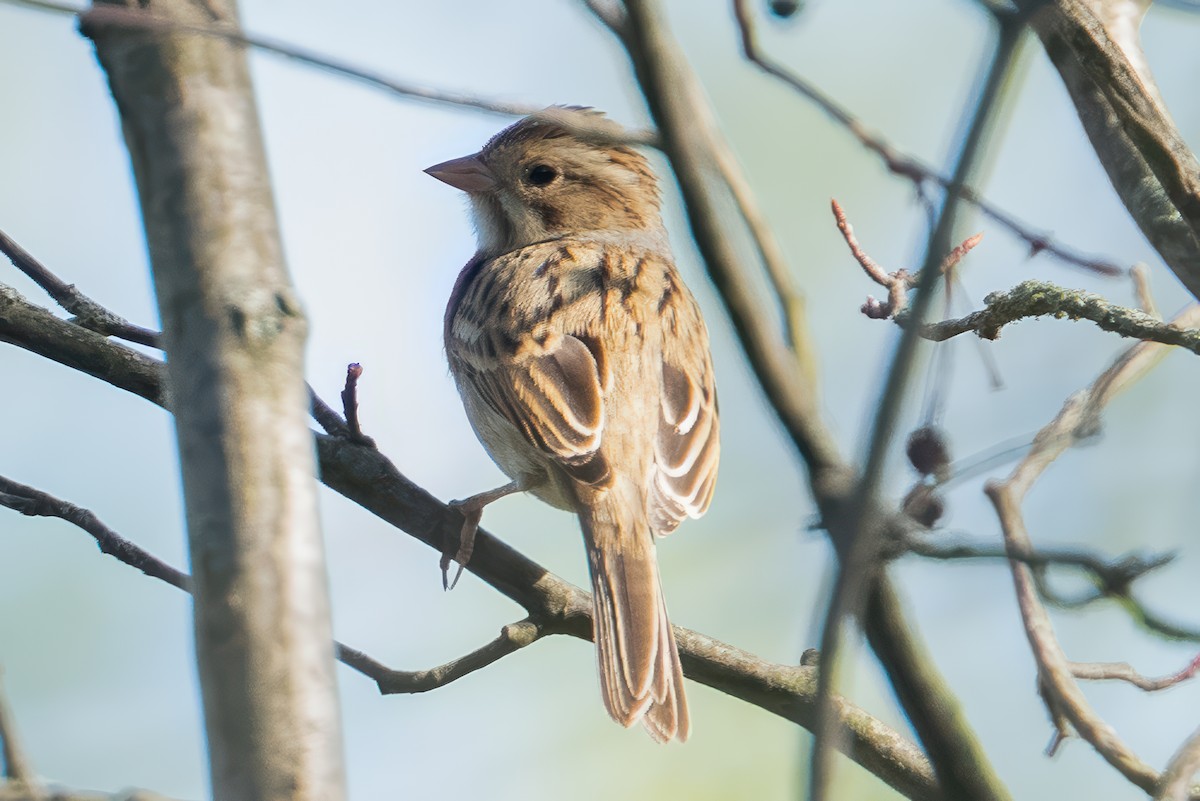 Clay-colored Sparrow - ML642129904