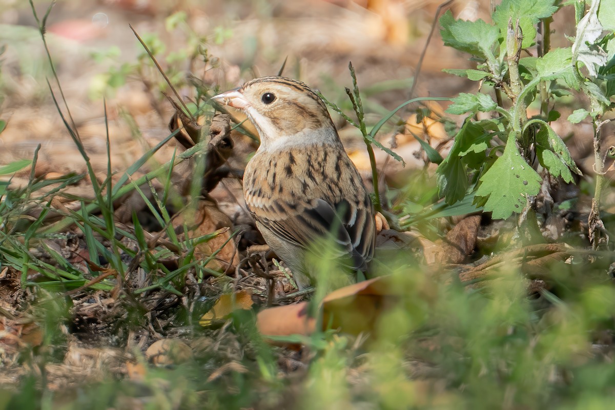 Clay-colored Sparrow - ML642129905