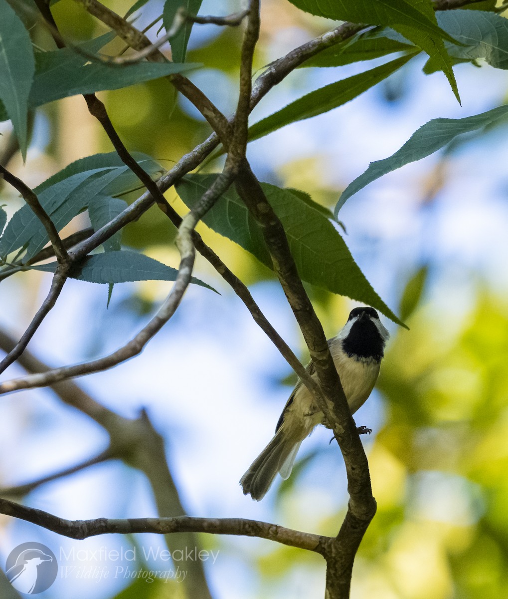 Carolina Chickadee - ML642129917