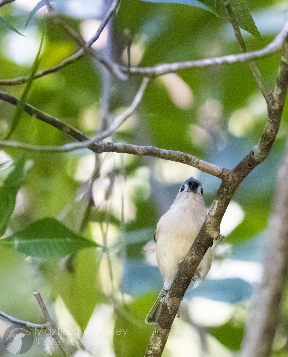 Tufted Titmouse - ML642129920