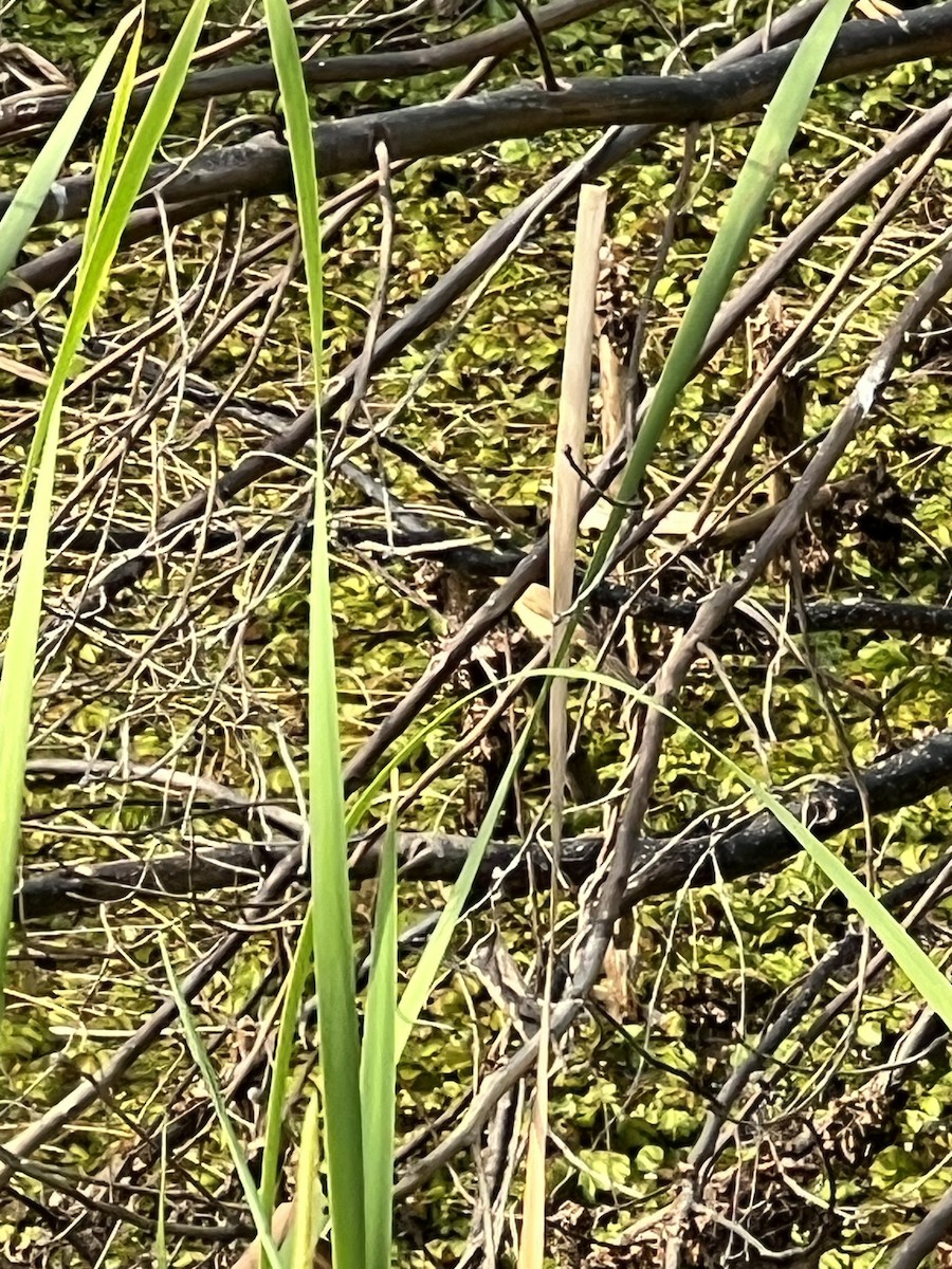 Australian Reed Warbler - ML642129921